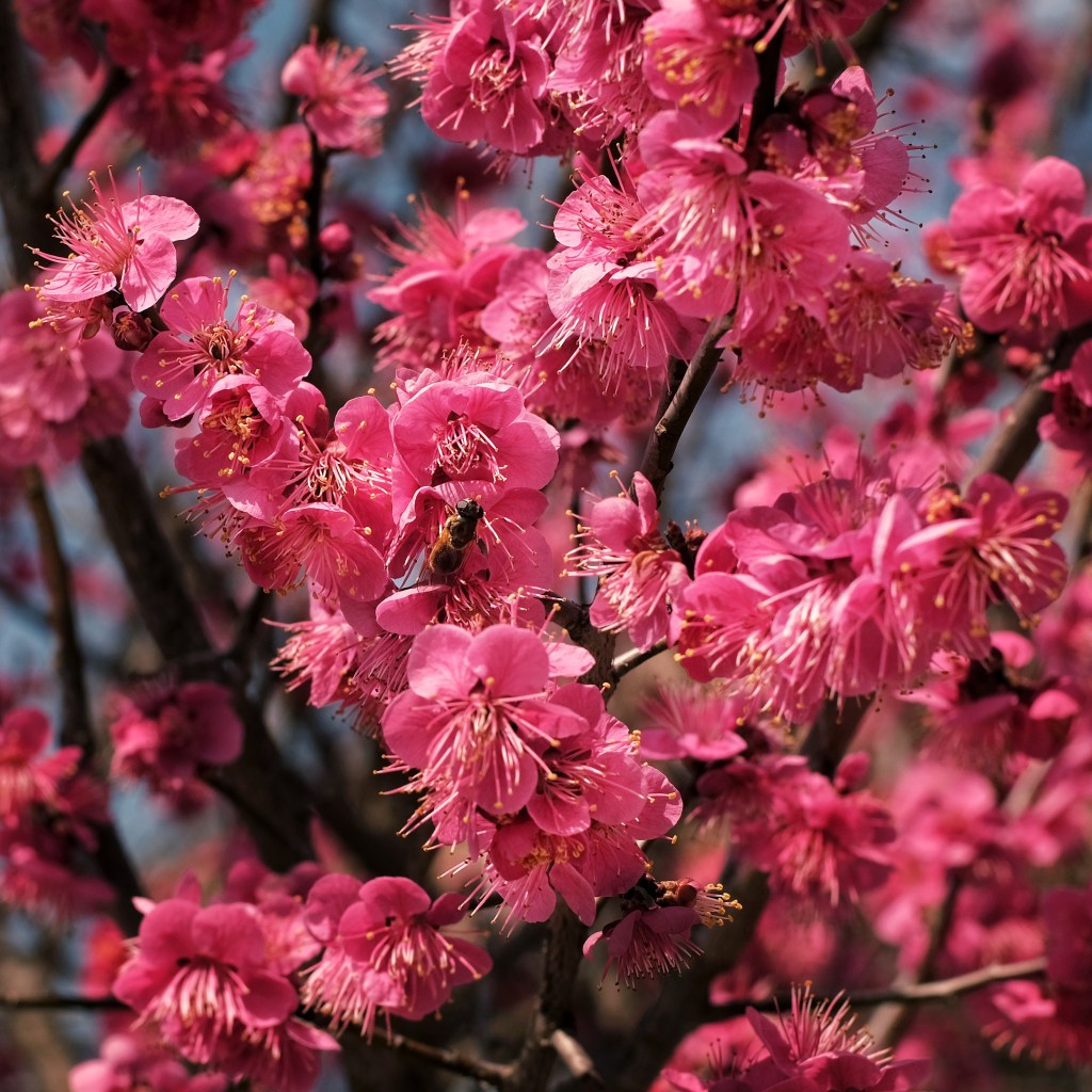 Blooming flowers in Korea with a bee